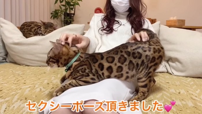 しっぽの付け根をなでられる猫