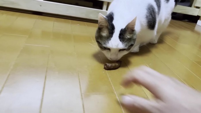 かりんとうを嗅ぐブチ猫