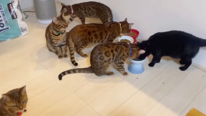 食事中の猫たち