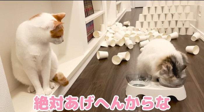 食べている猫