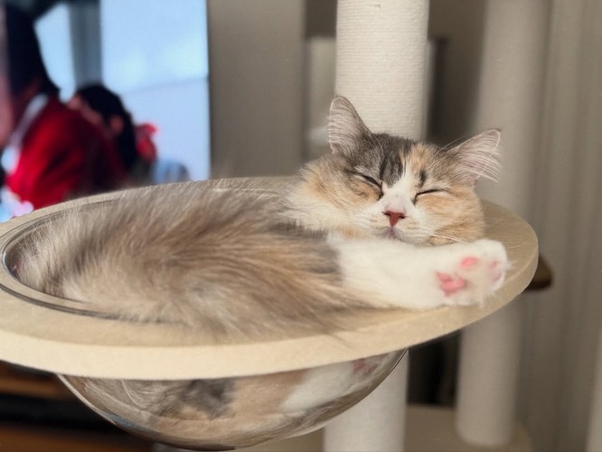 透明ボウルの中で寝る猫