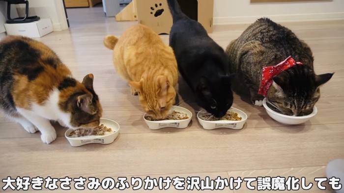 ごはんを食べる4匹の猫