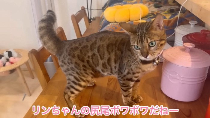 しっぽが膨らんだ猫