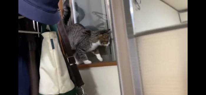 窓際に立つ猫