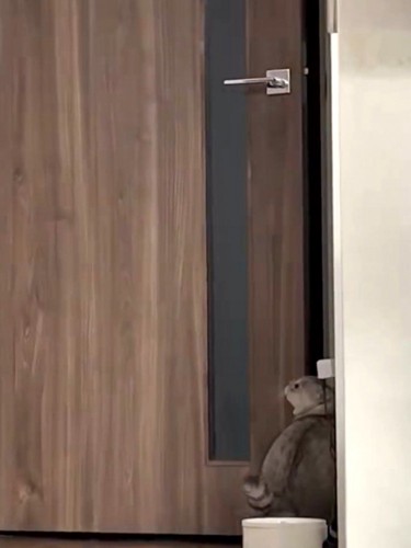 横を向いて辺りを見回す猫