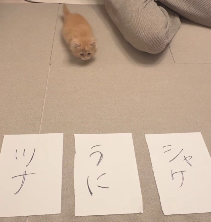 3枚の紙と猫