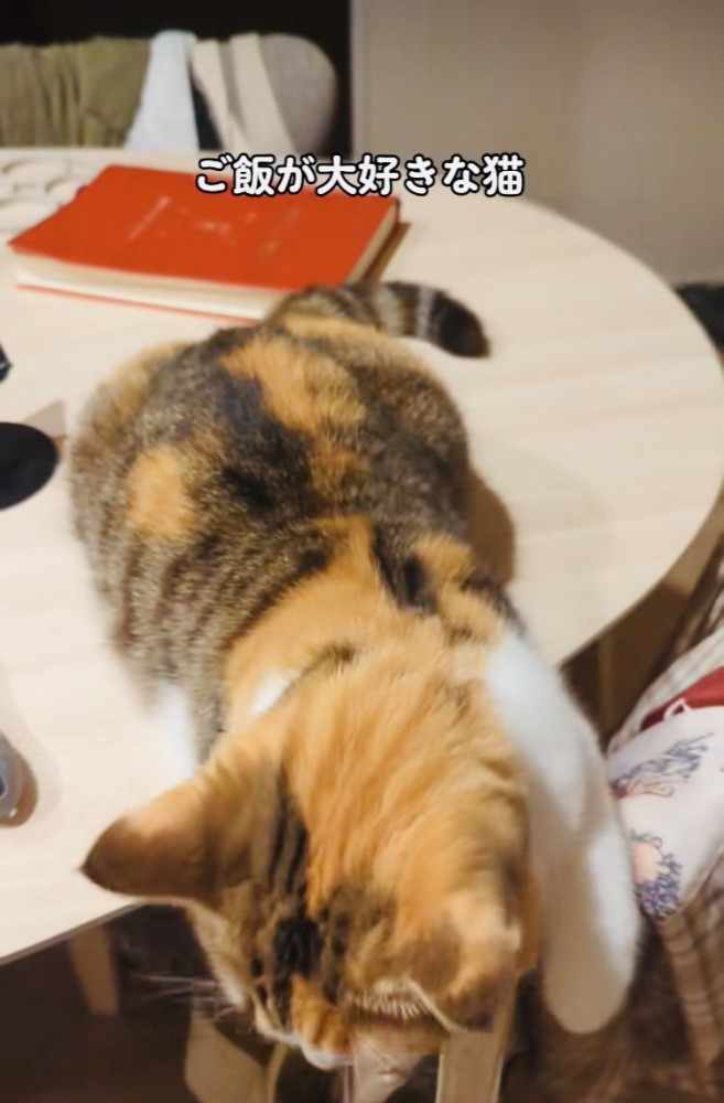 テーブルを飛び下りようとするスコティッシュフォールド