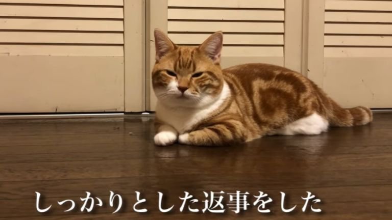 座っている猫