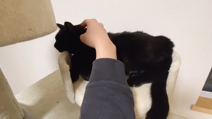 首をなでられる黒猫