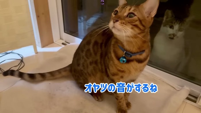 青い鈴をつけた猫