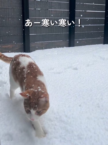 雪の上を歩いてきた猫