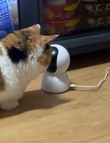 カメラに顔を寄せる猫