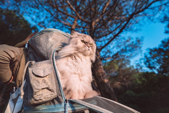 飼い主のリュックに入ったペルシア猫