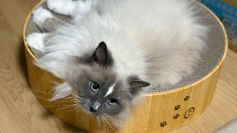 寝転がっている猫