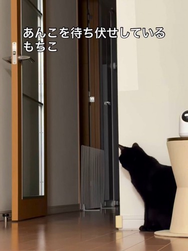 壁の影に隠れる猫