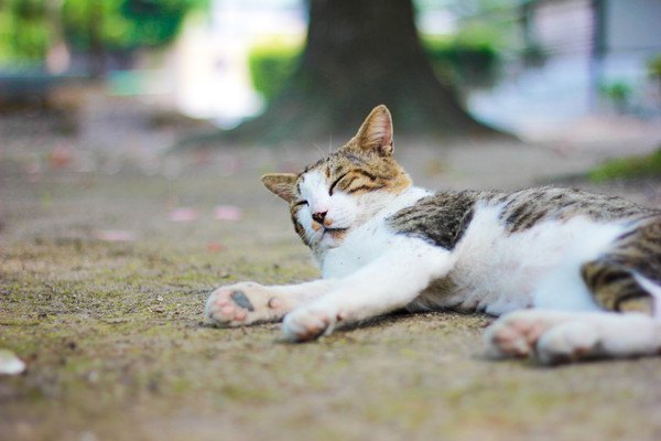 桜と猫