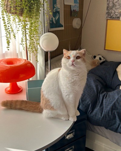 テーブルの上に座って上を見つめる猫