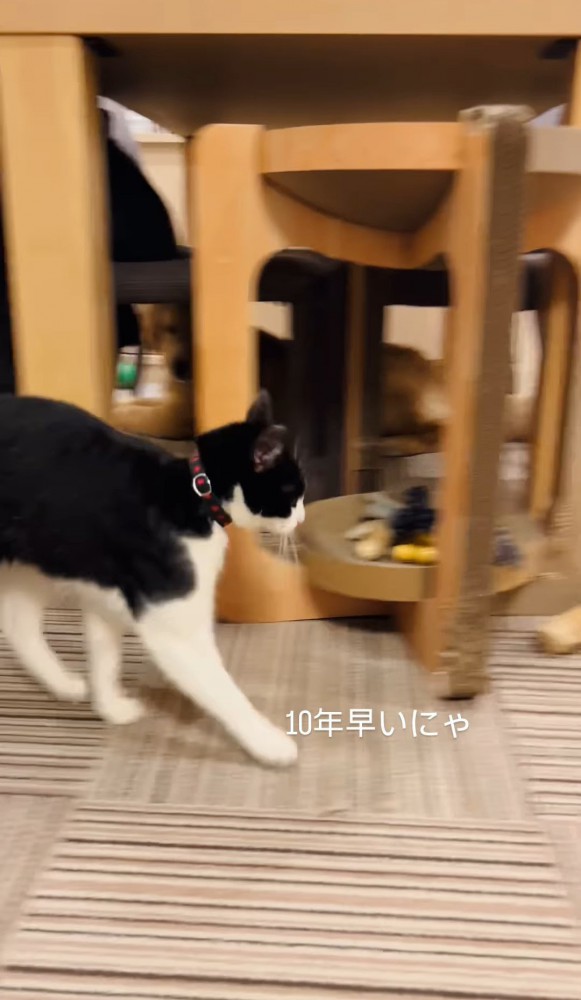 走っていく猫