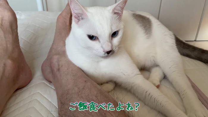 人の足により掛かる猫