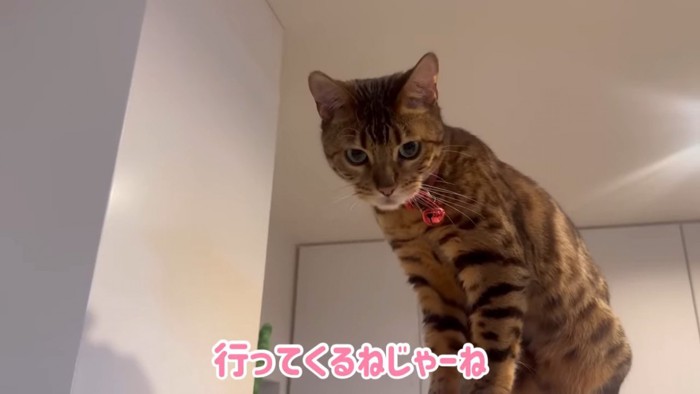 座る赤い鈴をつけた猫