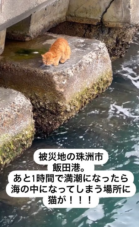 茶トラの猫