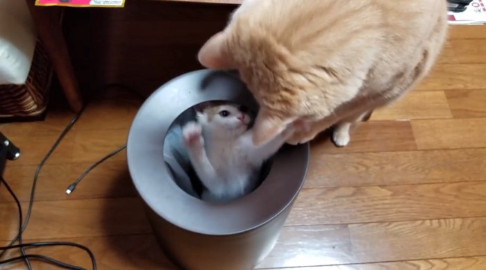 ごみ箱の中から飛び上がる子猫