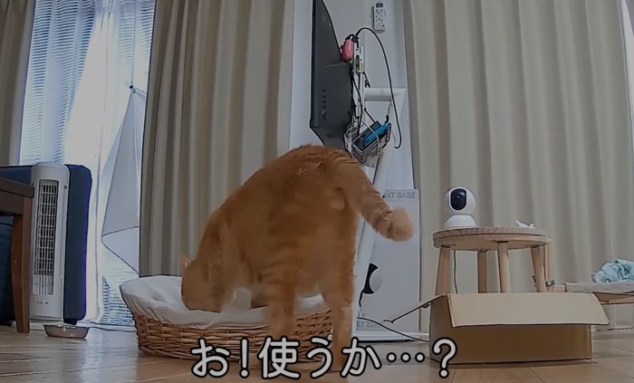 ラタンベッドのにおいを嗅ぐ猫