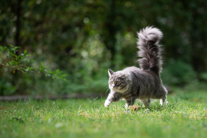 しっぽを立てて歩くメインクーン猫