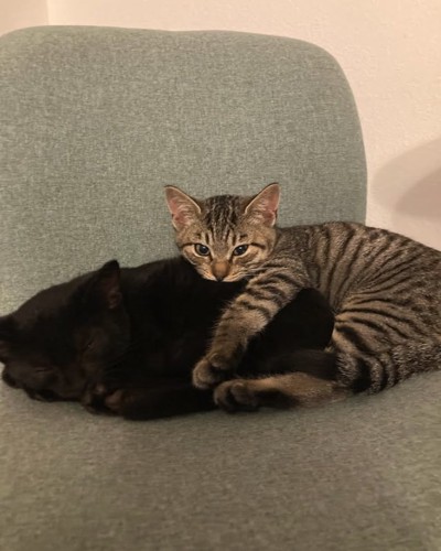 くっついて寝ている2匹の子猫