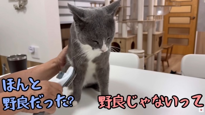 テロップ「ほんとに野良だった?」