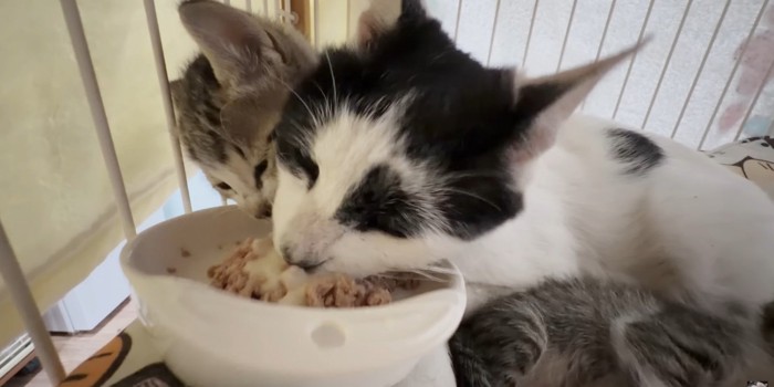 食事中の猫