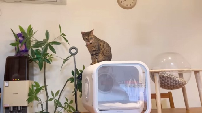 箱の上に座る猫