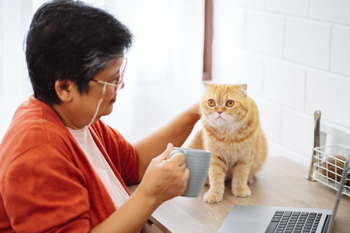 コップをもった飼い主に何かを訴える猫