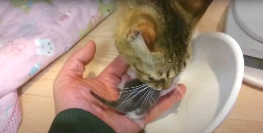 子猫をくわえる母猫