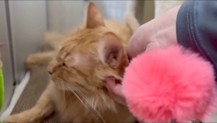 飼い主の手に頭を預ける猫