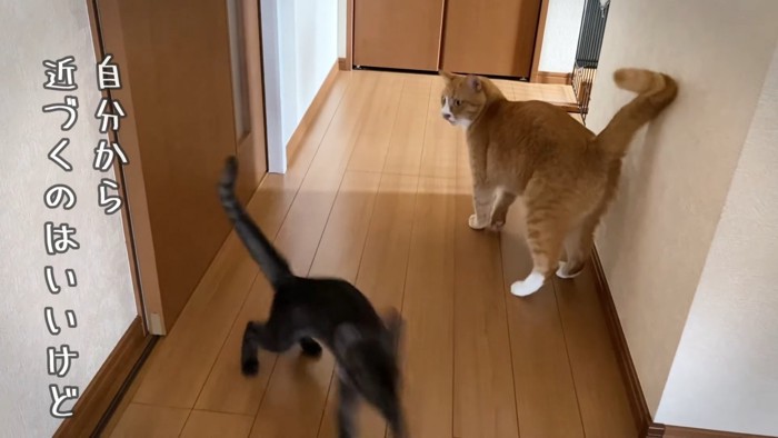 逃げる子猫