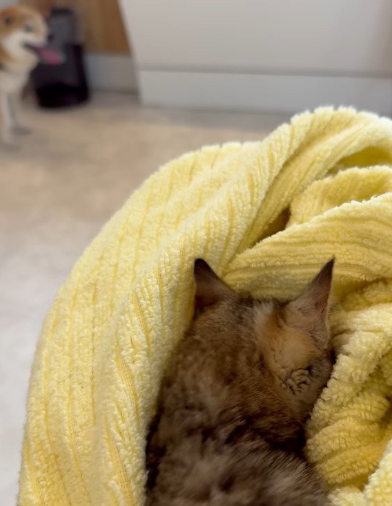 タオルに顔をうずめる子猫