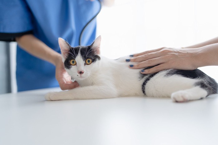 聴診器を当てられる白黒の猫
