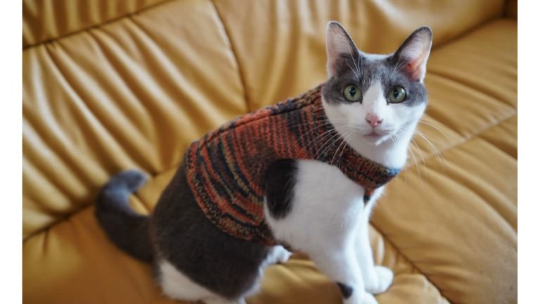 ニットを着ている猫