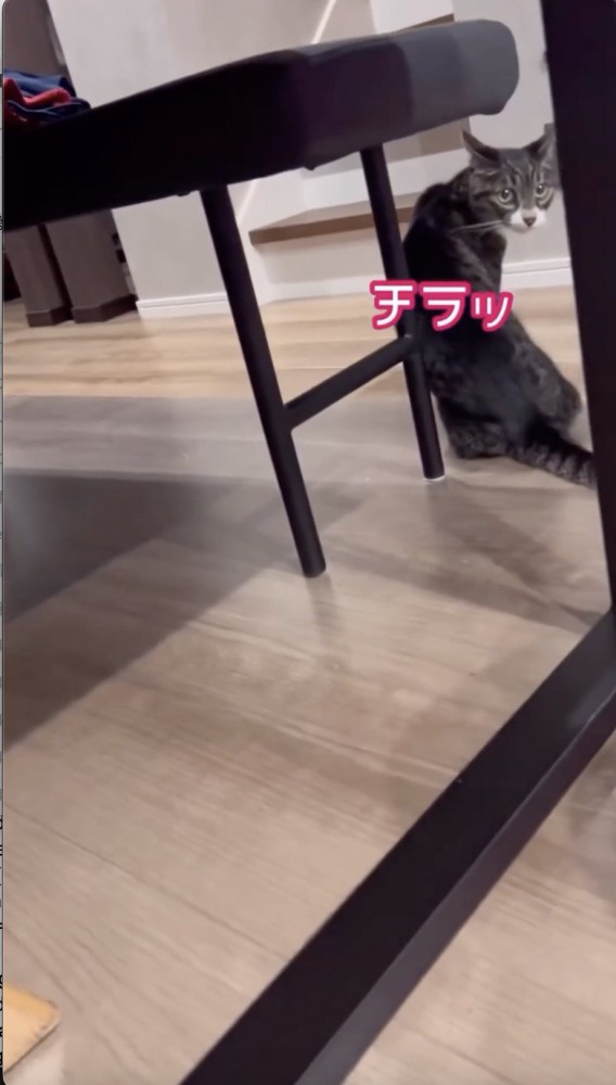 後ろを振り返る猫