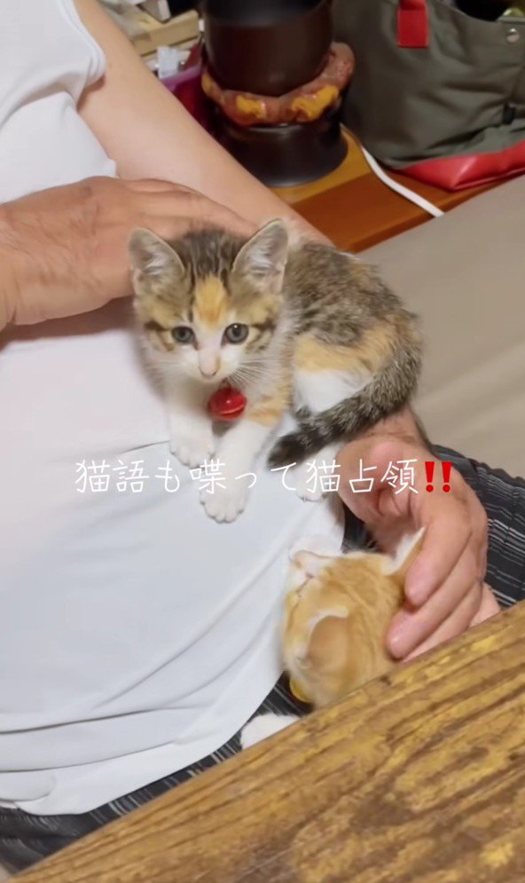 おなかの上の子猫たち