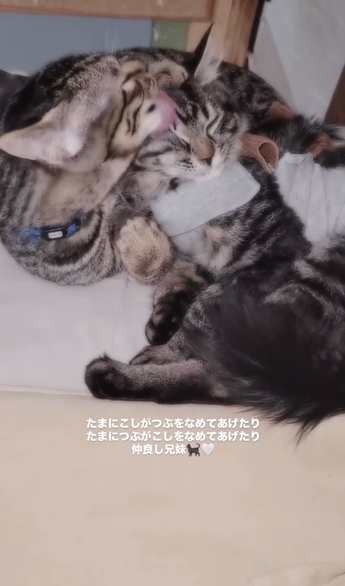 毛づくろいをしている2匹のキジトラ