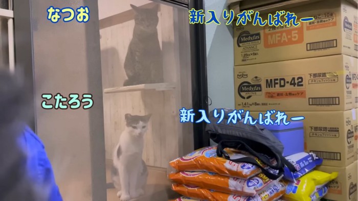 網越しに窺う2匹の猫