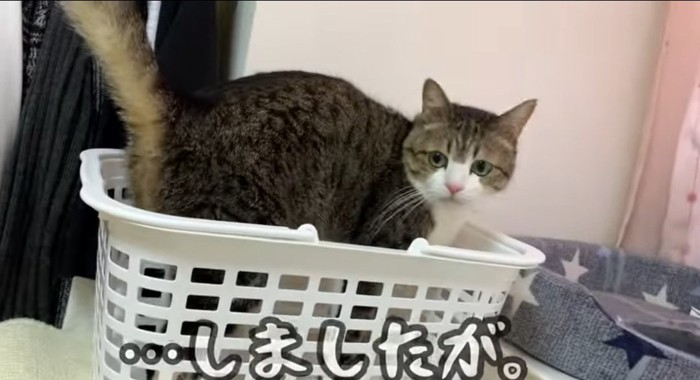 カゴの中の猫