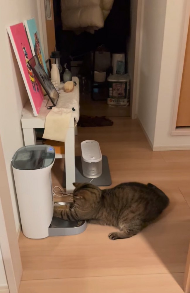 前足を突っ込む猫