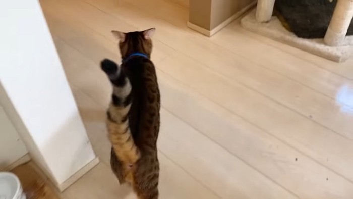 しっぽを立てて歩く猫