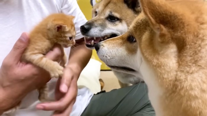 向かい会う猫と犬