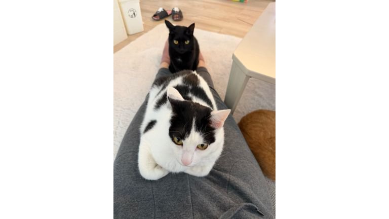 膝に乗っている猫たち