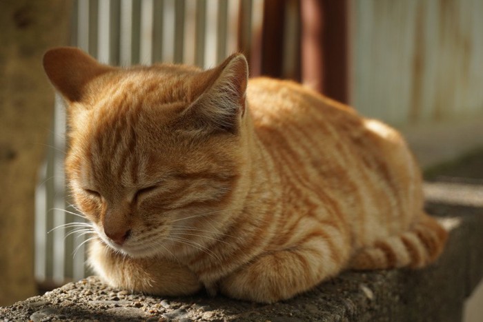 香箱座りで寝る猫