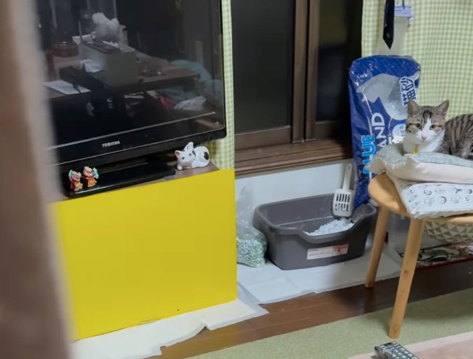 奥に座る猫